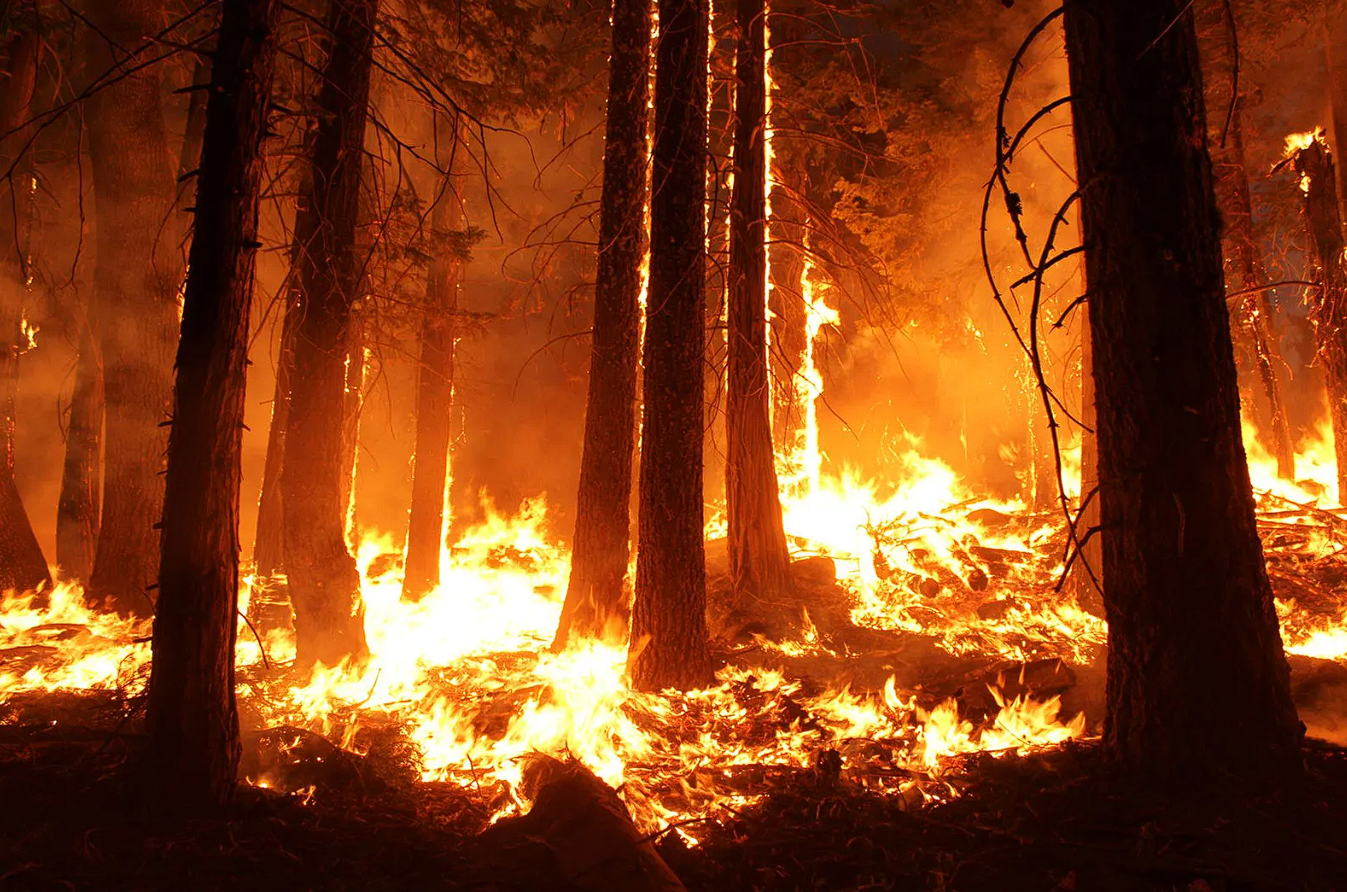 A picture of a wildfire
